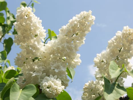 Lilac (Syringa)