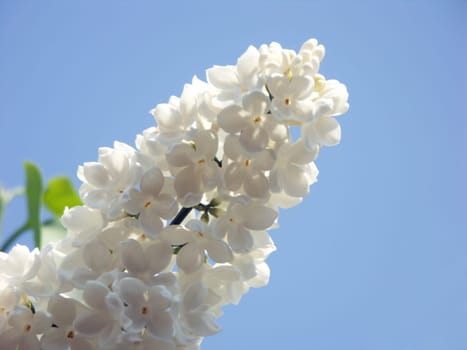 Lilac (Syringa)