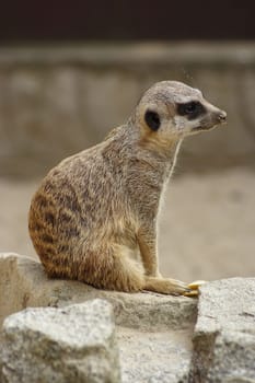 Meerkat Portrait