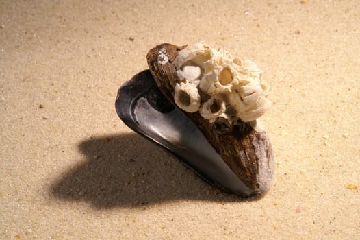 Mussel in the sand