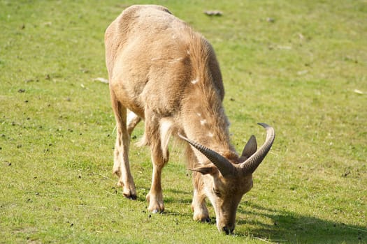while grazing