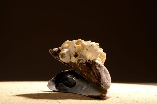 Mussel in the sand