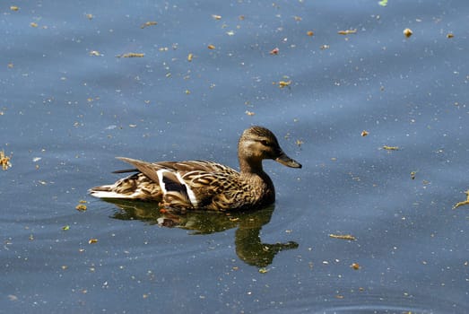 Duck lady