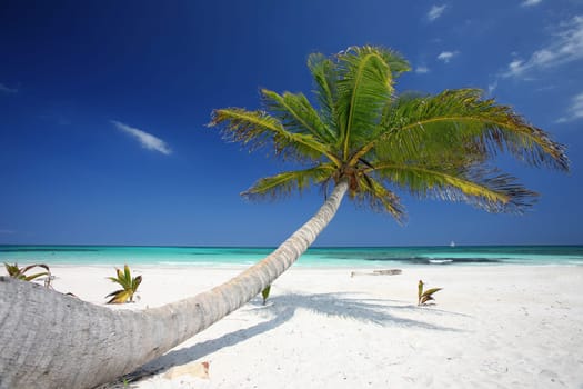 Caribbean dreams
