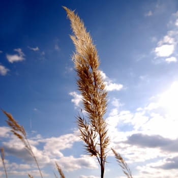 Barley stalk against a blue sky