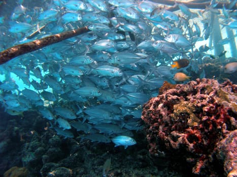 Bigeye jacks under a jetty in Sulawesi / Indonesia.