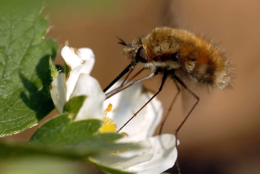 I'm sure someone with the name of this insect genus can help me again