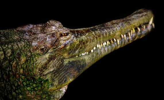 The tooth row of the gavial