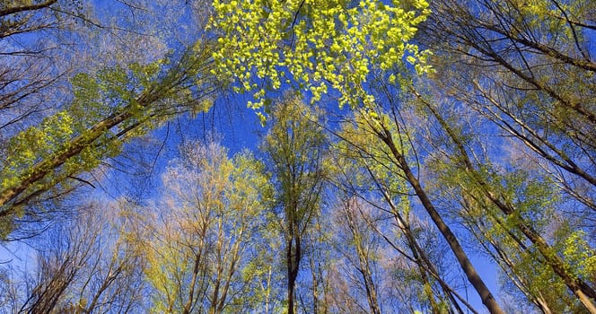 Green Sky