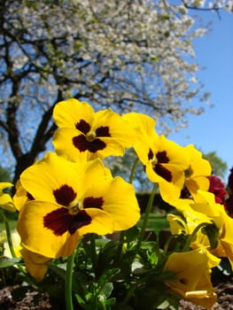 Pansy
