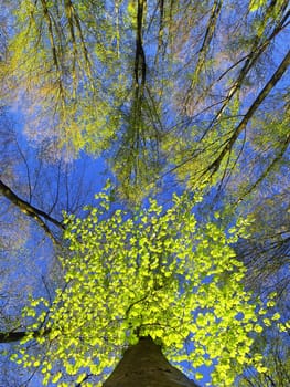 new green