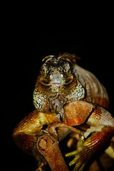 Sympathetic lizard
