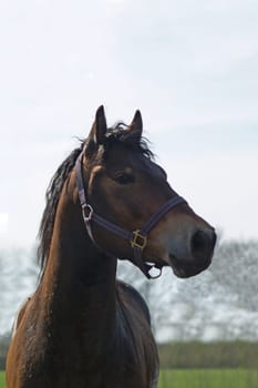 Pony stallion
