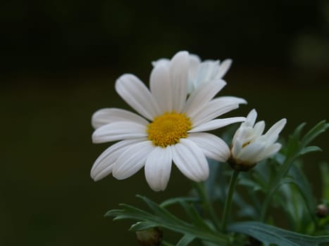MARGARITE