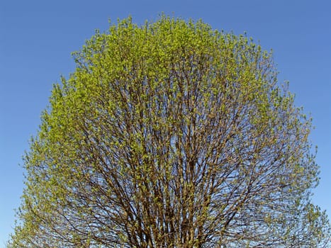Willow tree