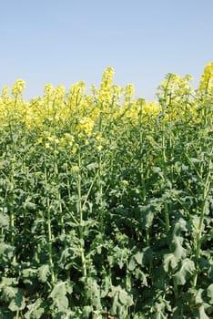 rapeseed