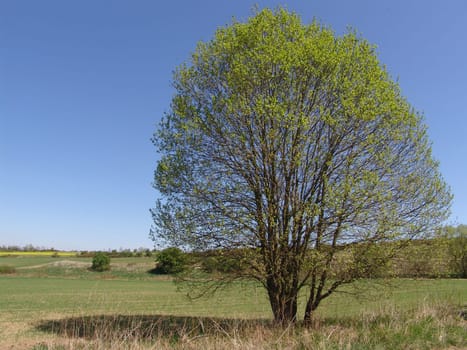 Willow tree
