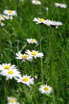Spring meadow