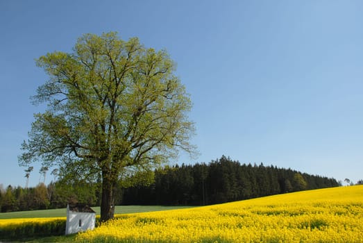 Rapeseed with chapel