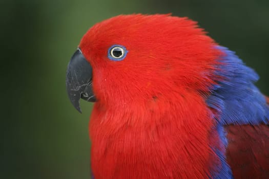 Eclectus roratus (female) - the male is completely different in color (green with red flanks and yellow upper beak). Because of these different colorations,males and females used to be mistaken for different species.