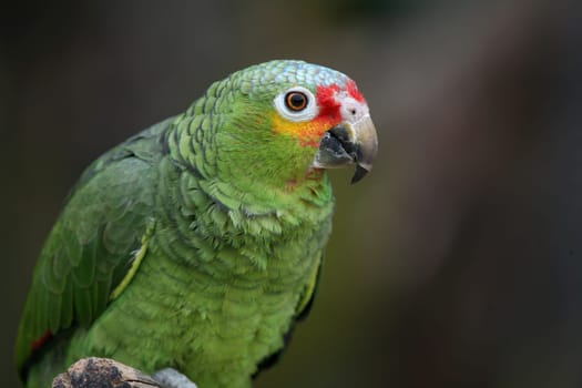 Linguistically gifted and very curious bird