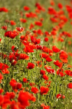 With this picture,which is still a bit premature,but fits the current weather,I wish everyone a nice May Day with lots of sunshine.......!:-)