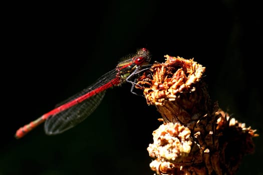 Large red damselfly- The body length is from 35 to 45 millimeters,the wingspan is from 50 to 70 millimeters.