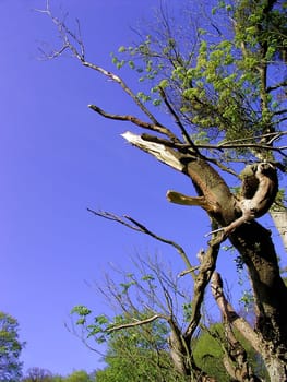 tree without christmas