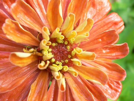 Orange-yellow flower