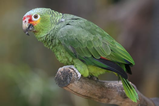 Linguistically gifted and very curious bird