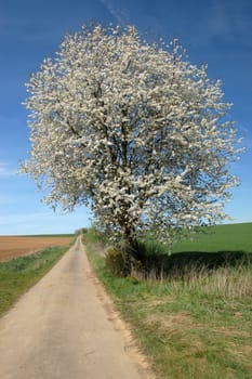 Flowering tree along the way