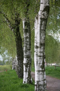 Birches