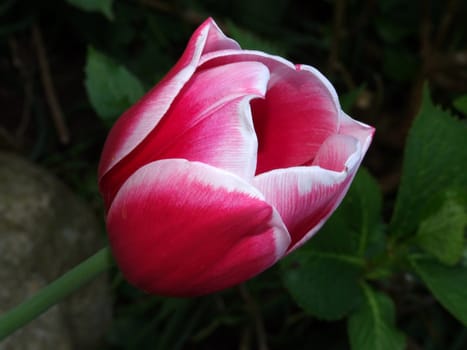 The Red and White