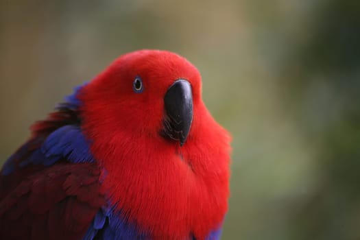 Eclectus roratus (female) - the male is completely different in color (green with red flanks and yellow upper beak). Because of these different colorations,males and females used to be mistaken for different species.