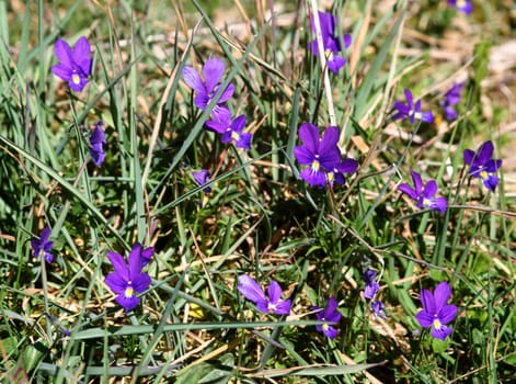 There are two calamine violets in the genus of violets (Viola): the yellow calamine violet (Viola calaminaria) and the purple calamine pansy (Viola guestphalica). The name "calamine violet"" comes from the mining expression Ga"