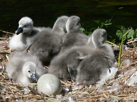 no talk of the ugly duckling:-))