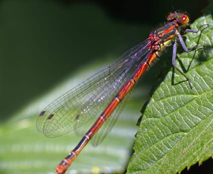 Early Adonis Maiden (Pyrrhosoma nymphula) ------- The early Adonis dragonfly is easily recognizable by its red coloration. In addition to the (rare) scarlet dragonfly,it is the only red-colored small dragonfly. The Early Adonis Maiden is very