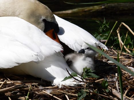 I'm sure you'll be a big swan too