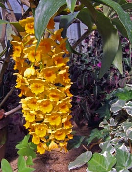 Blossoms