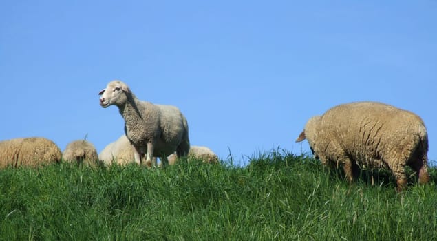 Flock of sheep