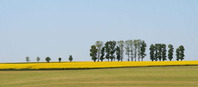 Row of trees....