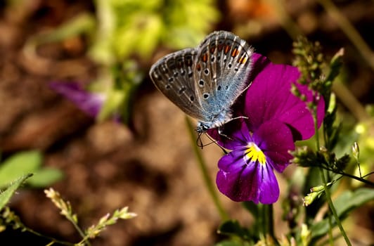 Nectar