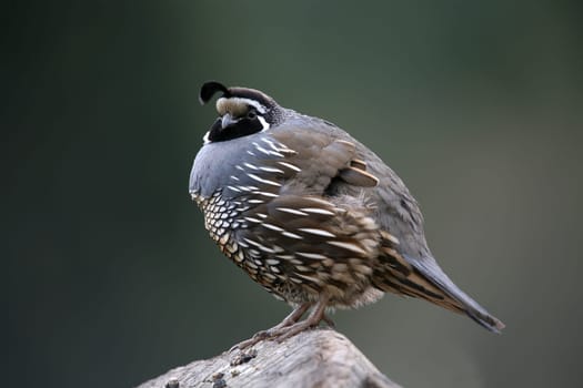 California crested quail