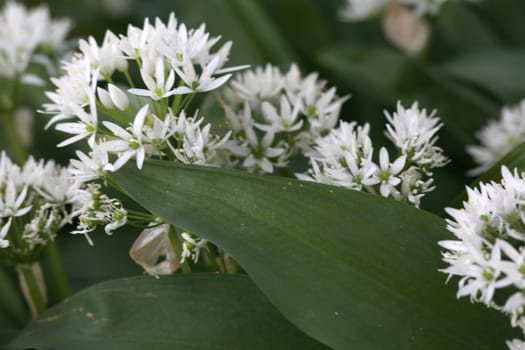 Ramsons