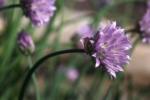 Chives