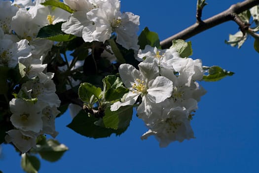blooming apple tree