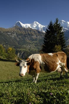 Who wouldn't want to be a cow with this prospect :-)