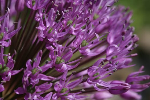 Star Ball Leek