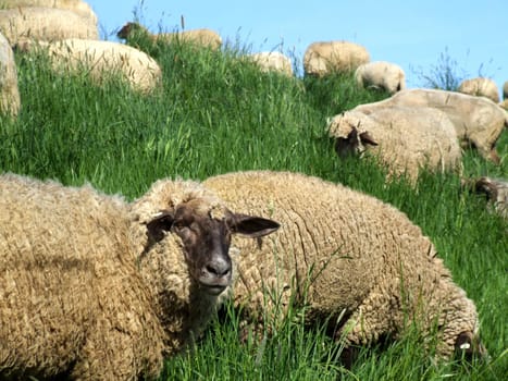 Sheep