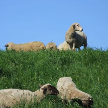 sheep